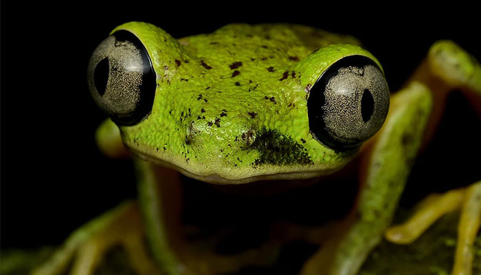 Le mystère des grenouilles vertes - Grande Cariçaie